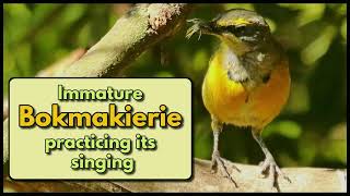 Immature BOKMAKIERIE learning to sing [upl. by Adaliah]