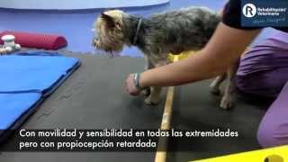 Rehabilitación Veterinaria Lesión medular cervical [upl. by Anaigroeg]