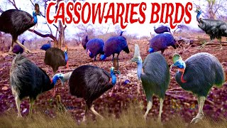 THE MOST DANGEROUS BIRD IN THE WORLD CASSOWARIES cassowary bird amazinganimals birdspecies [upl. by Henni132]