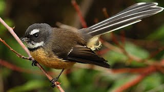 NZ Fantail  Piwakawaka [upl. by Lashond729]