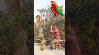 Rounding peanuts to Duck Peacock Pigeon amp Parrot  Birds names magic video [upl. by Kciredes108]