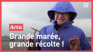 Les grandes marées jours de fête pour les pêcheurs à pied bretons [upl. by Gytle]