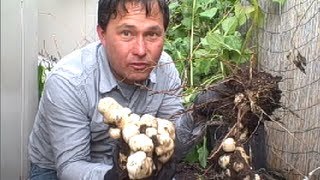 How to Store Sunchokes AKA Jerusalem Artichokes for the Winter [upl. by Heintz80]