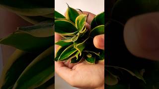 quotHow to Save a Snake Plant from Root Rot  Easy Steps to Revive Rotting Snake Plant pupsquot plantcare [upl. by Uhile547]