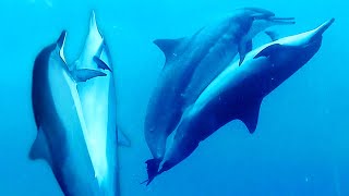 Dolphins Mating [upl. by Tteltrab]