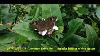 পল্লবিনী প্রজাপতি Common Snow Flat Tagiades japetus লেবু ফুল থেকে নির্বিঘ্নে নেকটার সংগ্রহ করছে [upl. by Micheil]