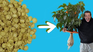 Hydroponic Peppers from Seed to Harvest with the Kratky Method [upl. by Atteiram933]