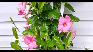 Tips For Growing Mandevilla Vine [upl. by Ridgley26]