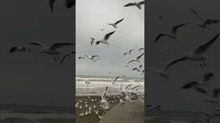 SEAGULL  BAD COMPANY Rock Music Song Short [upl. by Sorci]