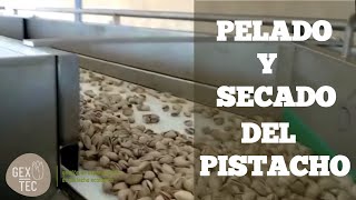 Pelado y Secado del PISTACHO  2° parte  El procesado del Pistacho 🌳 [upl. by Hurwitz]