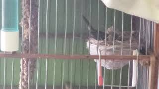 Breeding Bullfinch Female preparing nest [upl. by Yancey]