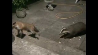 Badger Vs Fox [upl. by William]