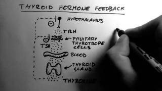 Thyroid Hormone 2  Feedback [upl. by Ahsein841]