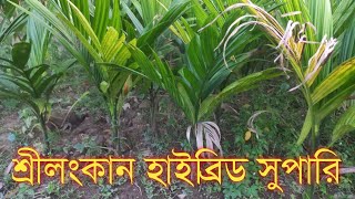 শ্রীলঙ্কান হাইব্রিড সুপারির চারা। চারা পেতে যোগাযোগ করুন সুপারির চাষাবাদ betel nut farming [upl. by Marchal]