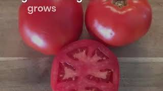 High Yield Great Tasting Tomato Galahad [upl. by Ardelia]