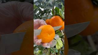 Farm Fresh Ninja Fruit Cutting 🥑🥒🥝 cutting oranges at the farm cuttingskills orange [upl. by Aytnahs202]