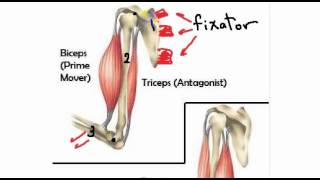 general anatomy 4 action of skeletal muscles by dr Sameh Ghazy [upl. by Aleen427]