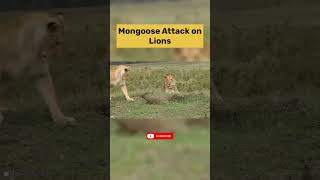 Mongoose Attack on Lions animalhub wildlife lions mongoose attack animals fight defeat fyp [upl. by Nahgeem62]