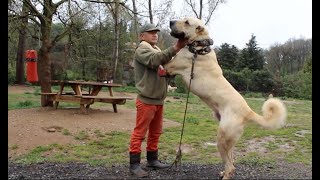 Anatolian shepherd  Turkish Kangal dogs [upl. by Nosremaj]