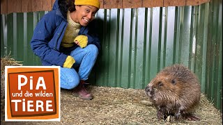 Bibbern um den Biber  Reportage für Kinder  Pia und die wilden Tiere [upl. by Selegna89]