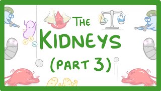 Biology  Kidney Failure Kidneys Part 33 29 [upl. by Baumann]