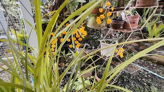 Anggrek Berbunga di Kebunku  Maxillaria tenuifolia D lindleyi dll [upl. by Devona]