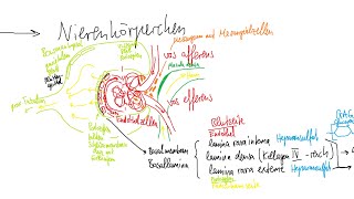 Physiologie Niere 1 – Grundlagen funktionelle Anatomie Prinzip der Filtration [upl. by Ajnot258]