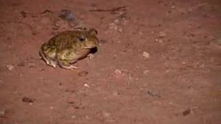 Spadefoot Toad [upl. by Serena]