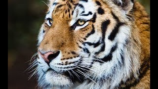 WILDEL TIGRE DE SIBERIA DOCUMENTAL [upl. by Thgirw]