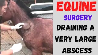 Removing Abscess in Horse [upl. by Ennasus]