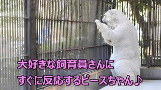 しろくまピース飼育員さんに反応し嬉しそう♪とべ動物園 [upl. by Lyrrehs]