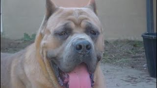 Cane corso’s 20 yrs ago Old type and boxer influenced type [upl. by Aerbas]