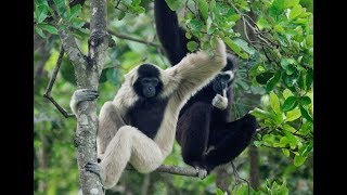 Gibbons singing [upl. by Ahsiuqet]