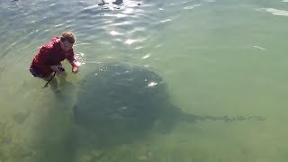 Giant Stingray Wants To Be Petted [upl. by Esalb]