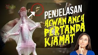 Kelelawar Air Hewan Akhir Zaman AlamSemenit [upl. by Novla624]