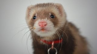 Sebastian the Ferret [upl. by Attenej706]