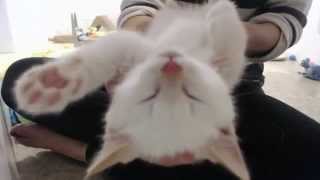 Adorable rescue kittens purring SO loud best kitten therapy ever [upl. by Yztim]