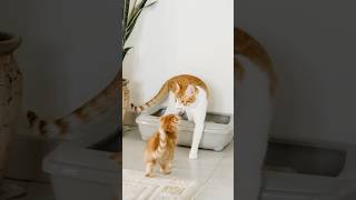 The Purrfect Guide to Litter Boxes [upl. by Oruam]