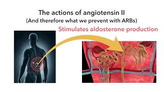 Losartan candesartan and other sartan angiotensin blocking medications [upl. by Katzir]