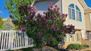 How to Grow Beautiful Lilacs [upl. by Aenahs608]