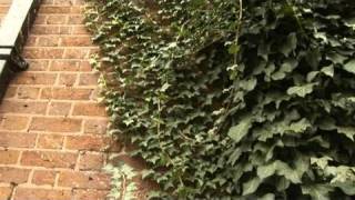 How To Remove Ivy [upl. by Ewnihc]