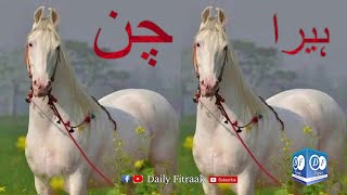 Most Expensive Horse in Pakistan  50M Rupees Heera Ghora [upl. by Beore]