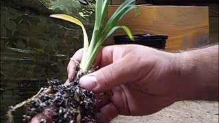 How to Grow Daylily Seeds  PART 5  Transplanting Seedlings [upl. by Mosira73]