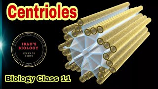 Centrioles  Cell structure and functions  Ibad Biology [upl. by Assina]