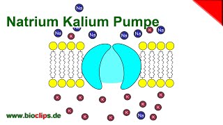 NatriumKaliumPumpe [upl. by Seiber]