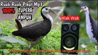 Ruak Ruak Pikat mp3 [upl. by Olag]