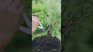 Starting a Bonsai is Easy Hawthorn [upl. by Hniv405]