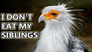 Secretary Bird facts they stomp on snakes and stuff  Animal Fact Files [upl. by Yrocej]