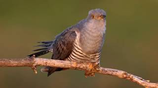 Madárhangok KakukkCuculus canorusCommon cuckoo [upl. by Eineg640]