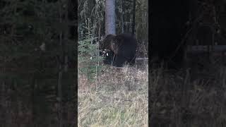 Grizzly vs Black Bear Sow with cubs [upl. by Shem]